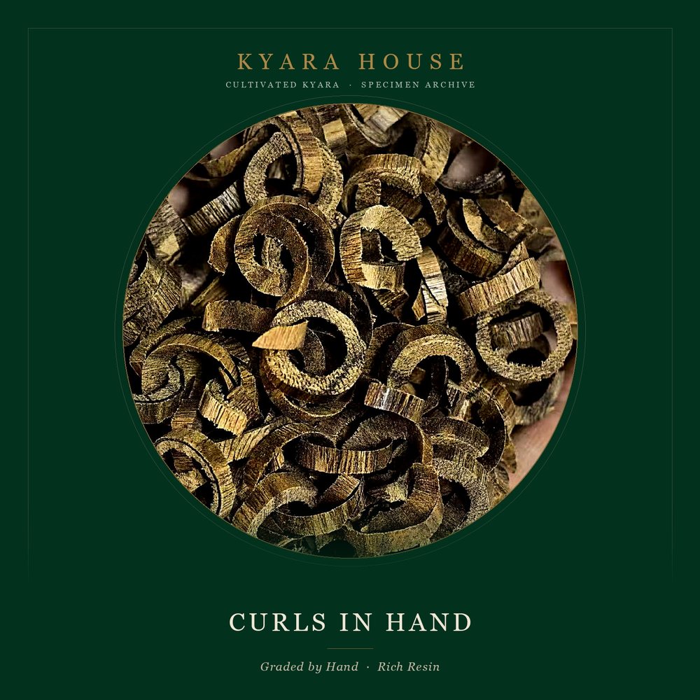 Hooked Heartwood Curls